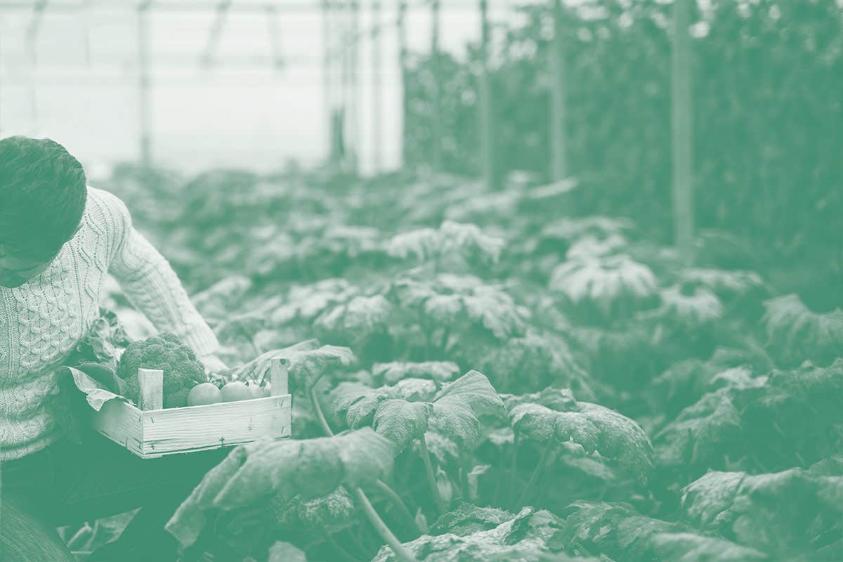 A person in a greenhouse harvesting vegetables, holding a box filled with fresh produce.