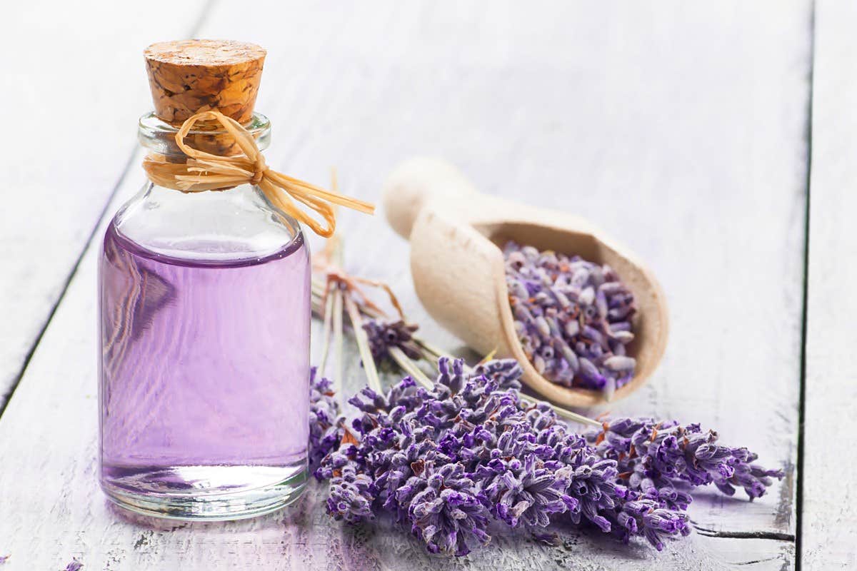 Glass bottle with lavender oil, dried lavender flowers in a wooden scoop, and fresh lavender on a white wooden surface.