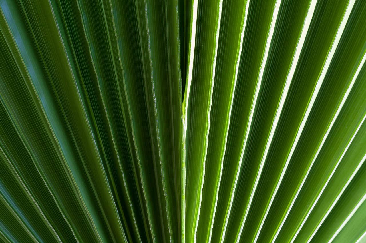 Close-up of green palm leaves with parallel lines and bright highlights.